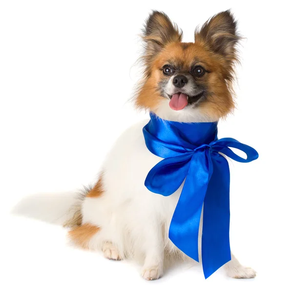 Папийонская собака с голубым луком — стоковое фото