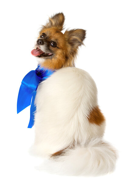 Papillon dog breed with a blue bow