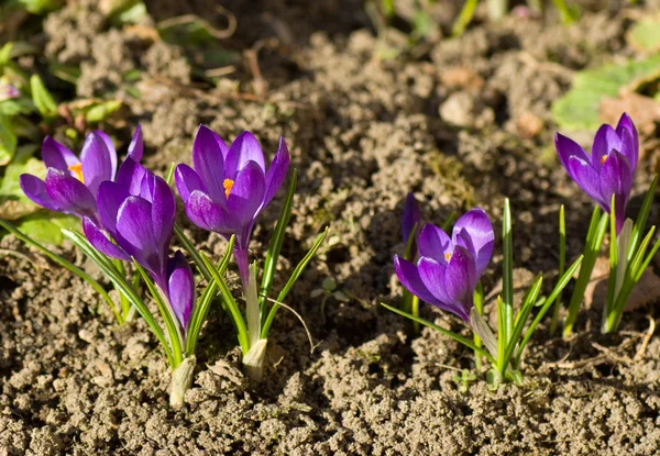 stock image Beautiful purple crocuses