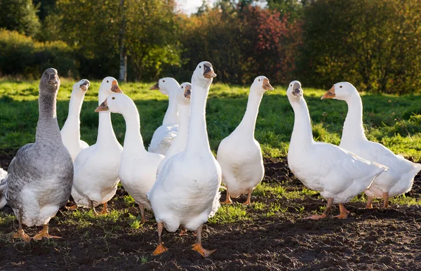Aflock de gansos brancos andando em um prado verde — Fotografia de Stock