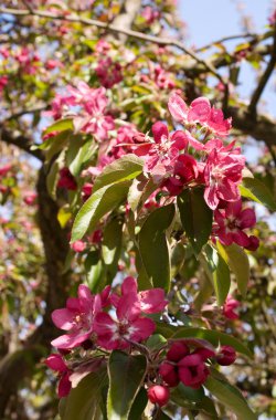 Blossoming cherry