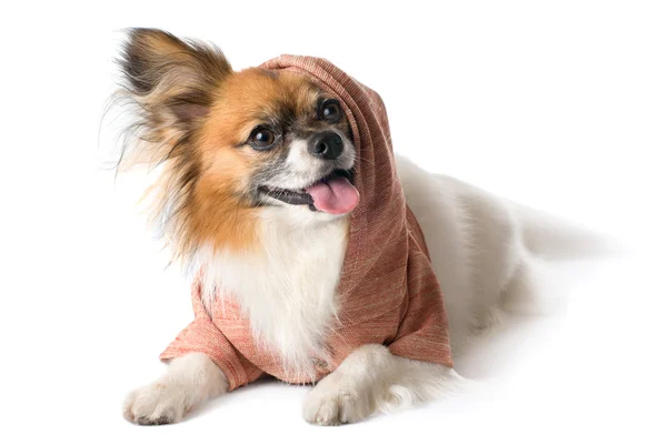 フードは、分離したパピヨン犬の品種 — ストック写真
