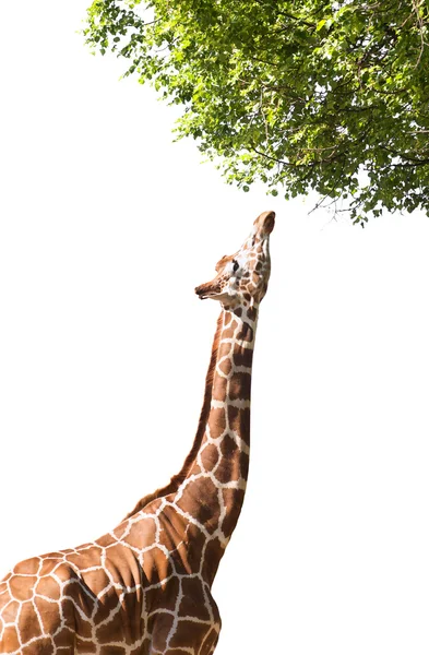 Girafa leva comida, isolado — Fotografia de Stock