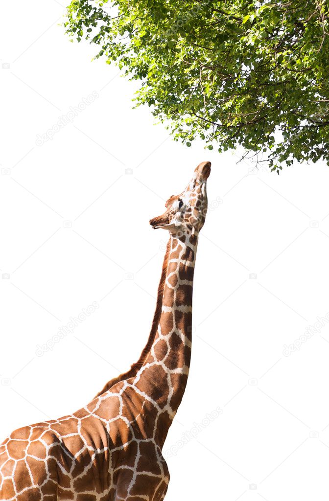 Giraffe takes food, isolated