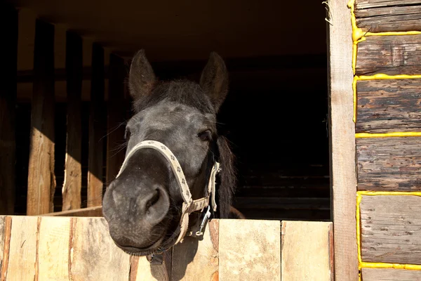 Pferd im Karton — Stockfoto