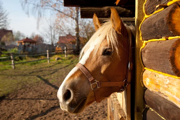Horse in box — Stock Photo, Image