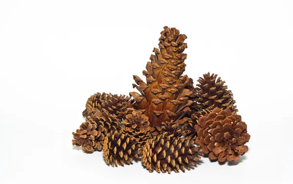 Group of pine cones — Stock Photo, Image