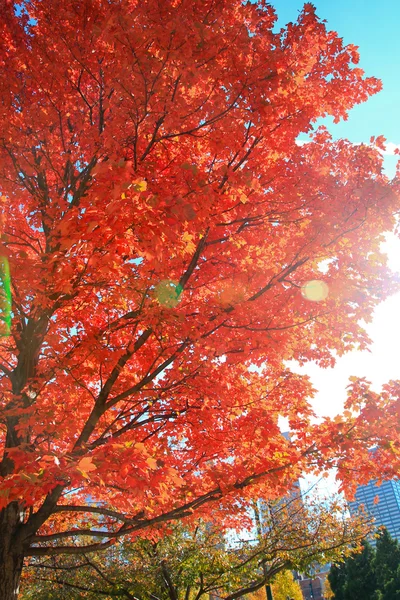 Csodálatos őszi színek — Stock Fotó