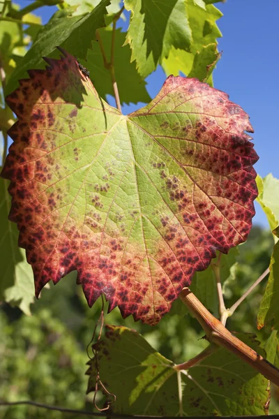 Kleurrijke wijnstok blad — Stockfoto