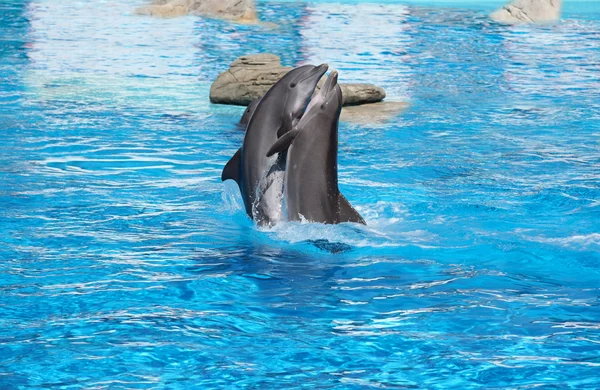 Tanz der Delfine Stockbild