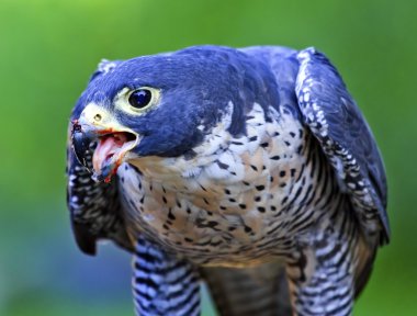 Gyr Falcon Falco Rusticolus clipart