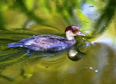 Female Smew Duck with Reflection clipart