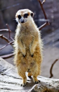 Meerkat Suricate Suricata Suricatta Standing Up clipart