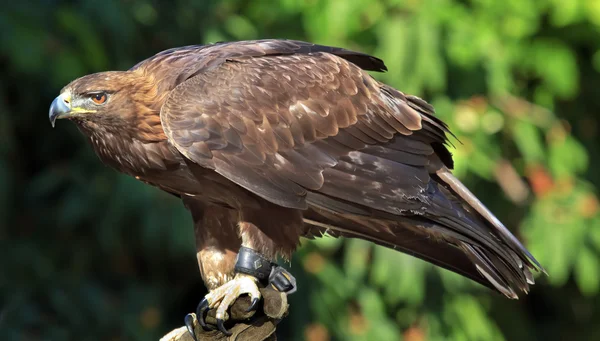 Águila Dorada Aquila chrysaetos — Foto de Stock