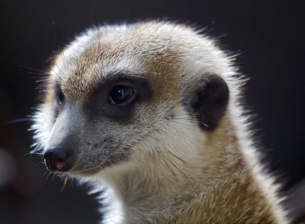 Meerkat suricate suricata suricatta gezicht close-up — Stockfoto