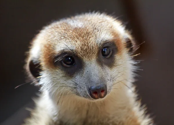 Erdmännchen suricata suricatta Gesicht suchen — Stockfoto