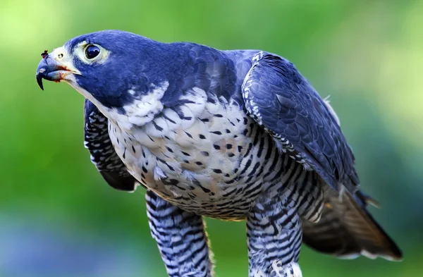 Gyr Falcon Falco Rusticolus — Fotografia de Stock