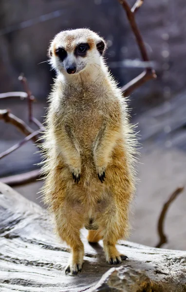 猫鼬 suricate suricata suricatta 站起来 — 图库照片