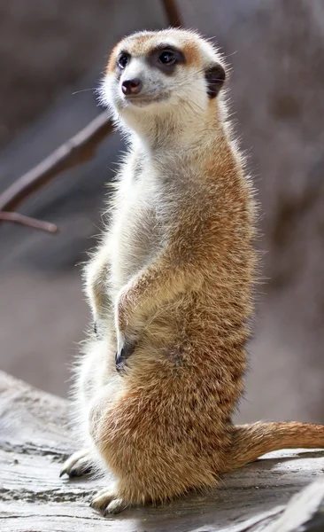 Szurikáta suricate suricata suricatta állva — Stock Fotó