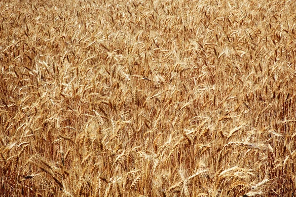 Zralé pšeničné pole palouse státu washington — Stock fotografie