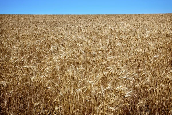 Campo de trigo maduro Céus azuis Palouse Washington State — Fotografia de Stock