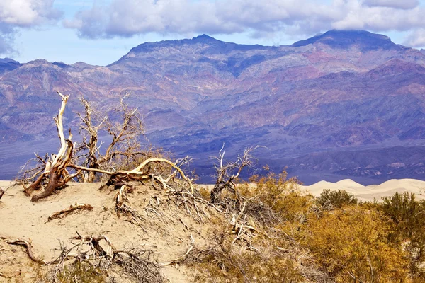Suché mrtvých stromů mesquite ploché duny grapevine hory smrti val — Stock fotografie