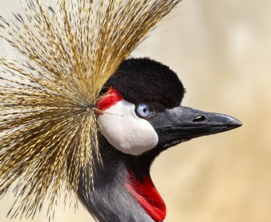 Southern Crowned Crane clipart