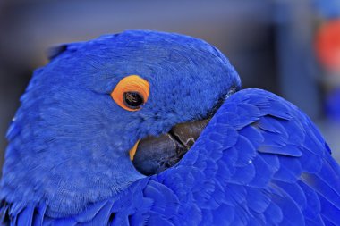 Blue Hyacinth Macaw clipart