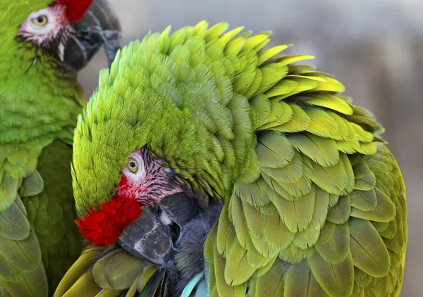 Groene veren militaire macaws — Stockfoto