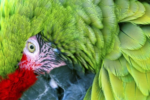 Yakın çekim yeşil kırmızı tüyler askeri Amerika papağanı — Stok fotoğraf