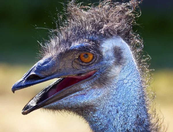 Cabeça peluda Emu Close Up — Fotografia de Stock