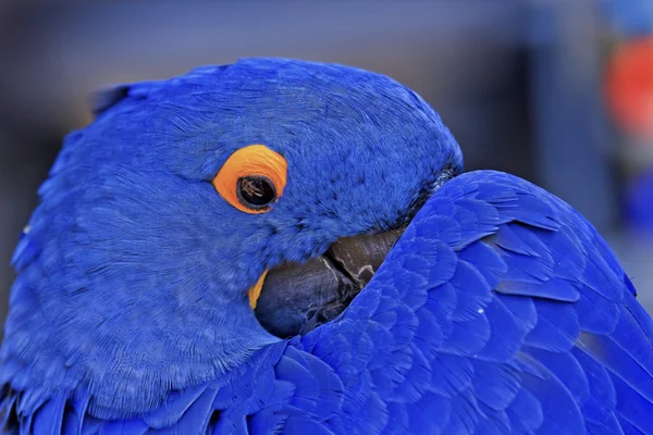Mavi sümbül Amerika papağanı — Stok fotoğraf