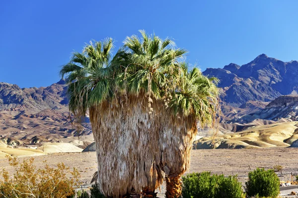Palm tree kaňonu pouště národního parku death valley v Kalifornii — Stock fotografie