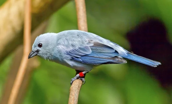 Tanager gris azul —  Fotos de Stock
