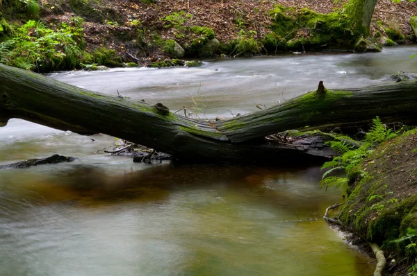 Bir sonbahar günü bir akıştaki düşmüş ağaç — Stok fotoğraf