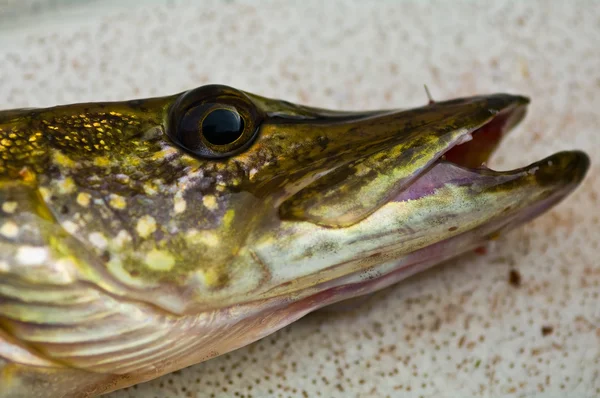 stock image The head of a pike that was caught in a lake in Sweden