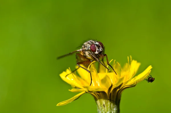 Una mosca grande y una mosca pequeña sobre una flor amarilla —  Fotos de Stock