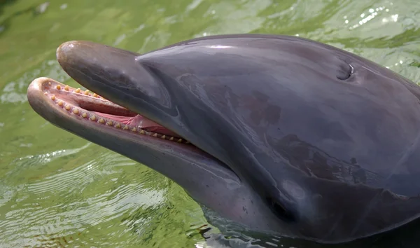 La cara feliz del delfín — Foto de Stock