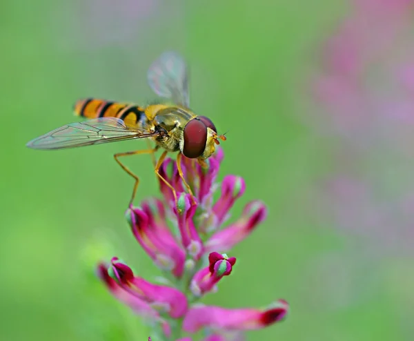 Hoverfly posicionado na flor para encontrar comida — Fotografia de Stock