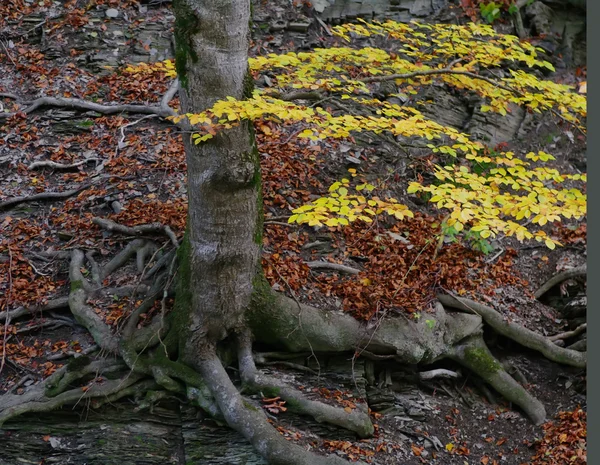 Ağaç kök — Stok fotoğraf
