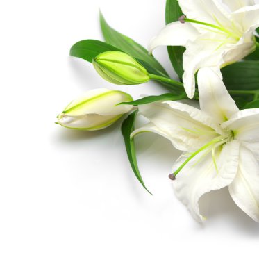 Bouquet of white lilies clipart