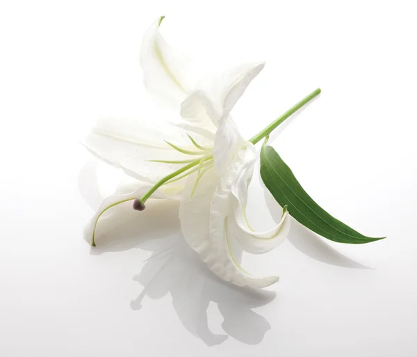 Blomst af en hvid lilje - Stock-foto