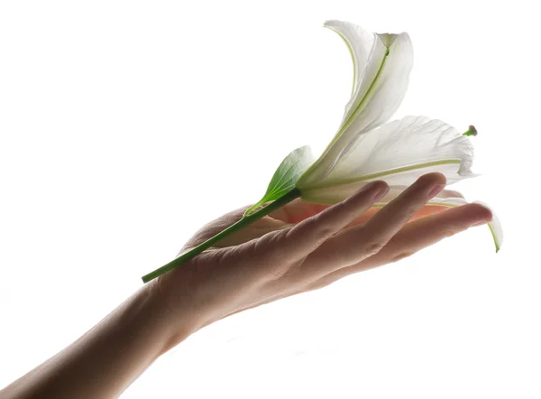 Lily on a hand — Stock Photo, Image
