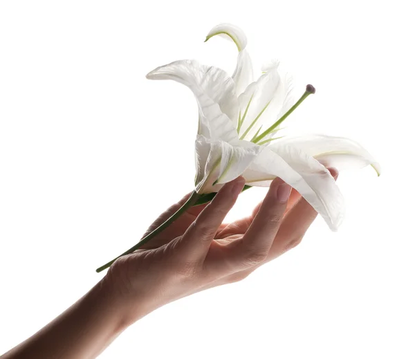 Lily em uma mão — Fotografia de Stock