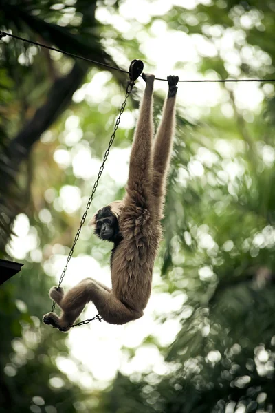 Małpa na łańcuchu — Zdjęcie stockowe
