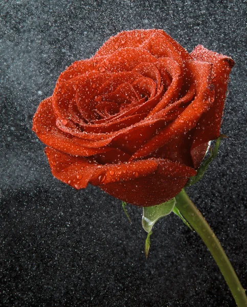 黑色背景上的红玫瑰 — 图库照片