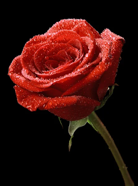 Rosa roja sobre un fondo negro — Foto de Stock