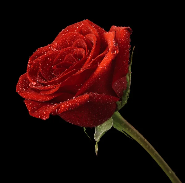 Красная роза на чёрном фоне — стоковое фото