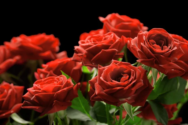 Bouquet of red roses — Stock Photo, Image