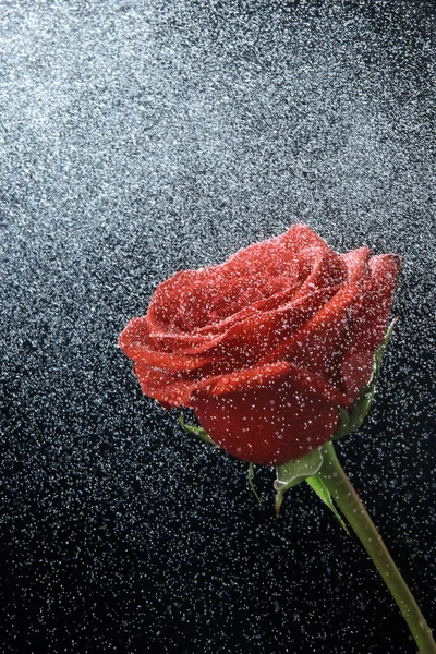 Rote Rose auf schwarzem Hintergrund — Stockfoto